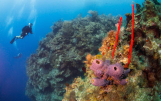 Cayman Island Diving