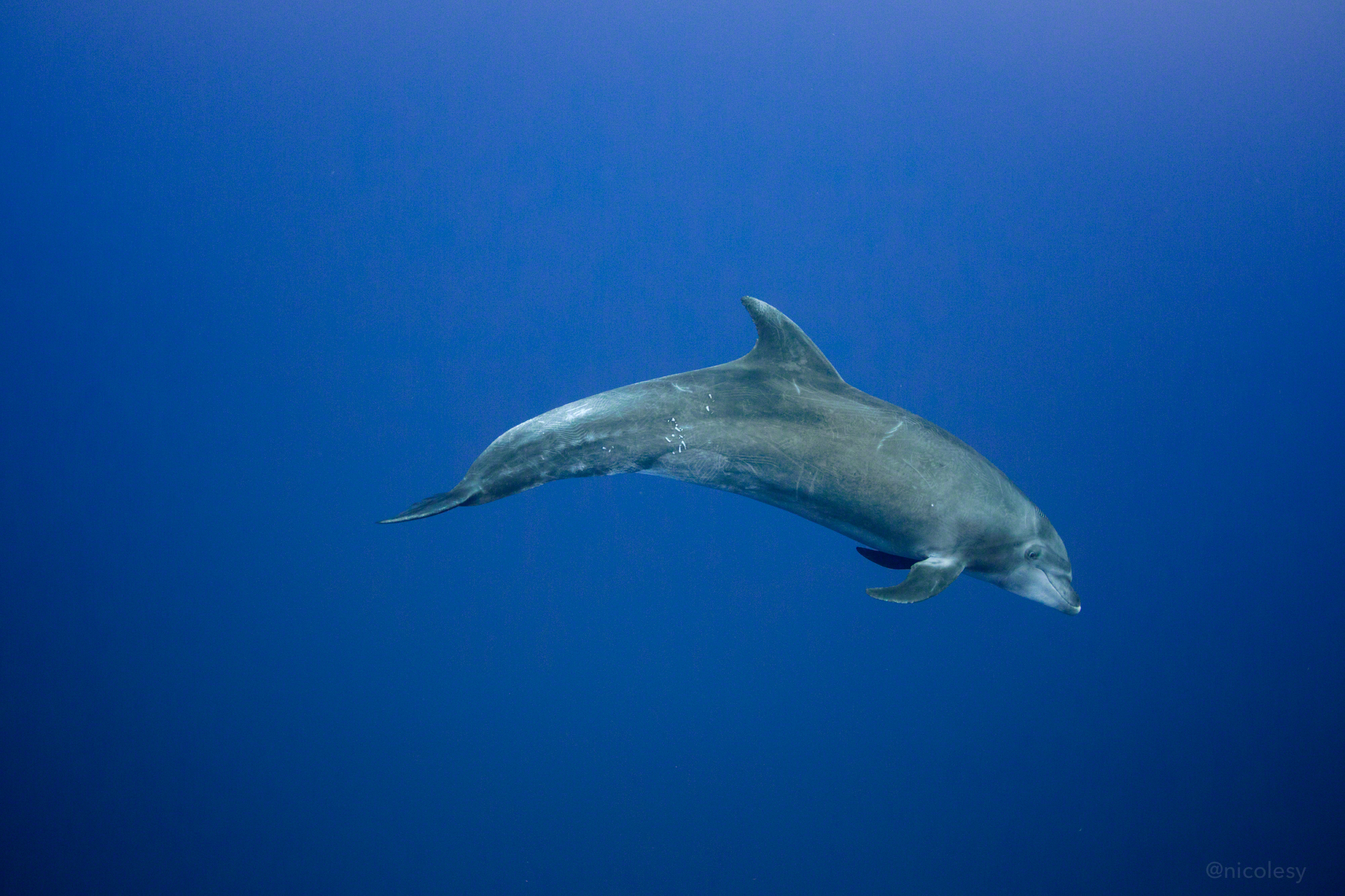 A dolphin at Roca Partida, Socorro Islands, Mexico
